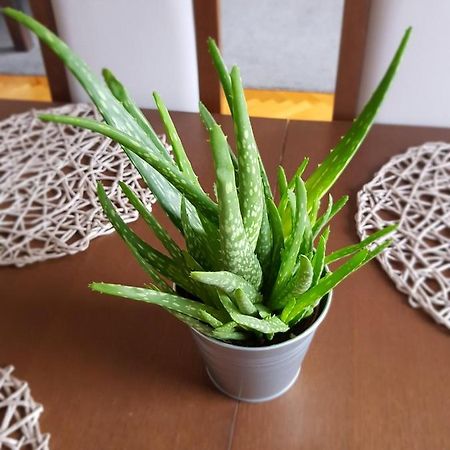 Apartament Janowskie Blonia Rumia Buitenkant foto
